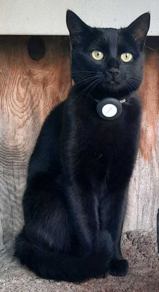 Europäisch Kurzhaar, schwarz