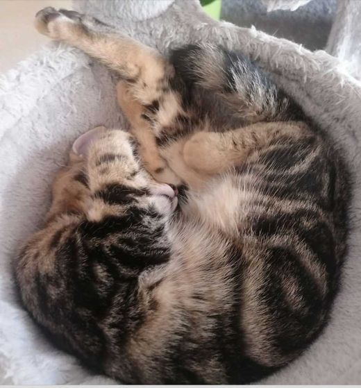 Europäisch Kurzhaar-Mix, black classic-tabby