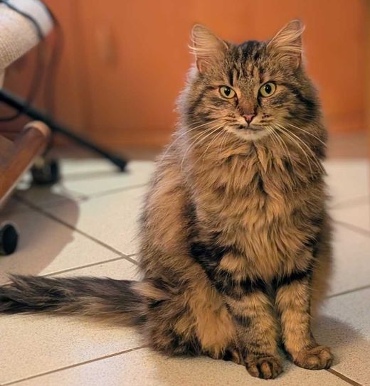 Europäisch Kurzhaar-Maine Coon-Mix, getigert braun getigert