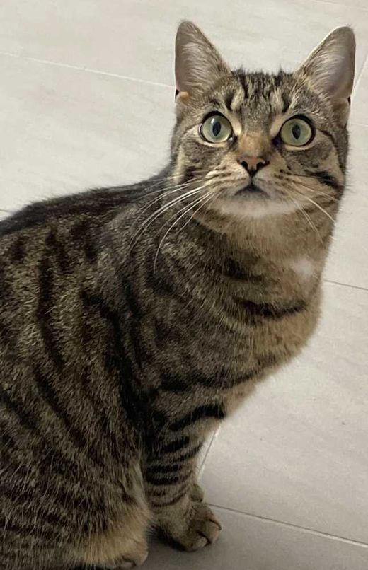 Europäisch Kurzhaar-Bengal Cat-Mix, grau-schwarz getigert