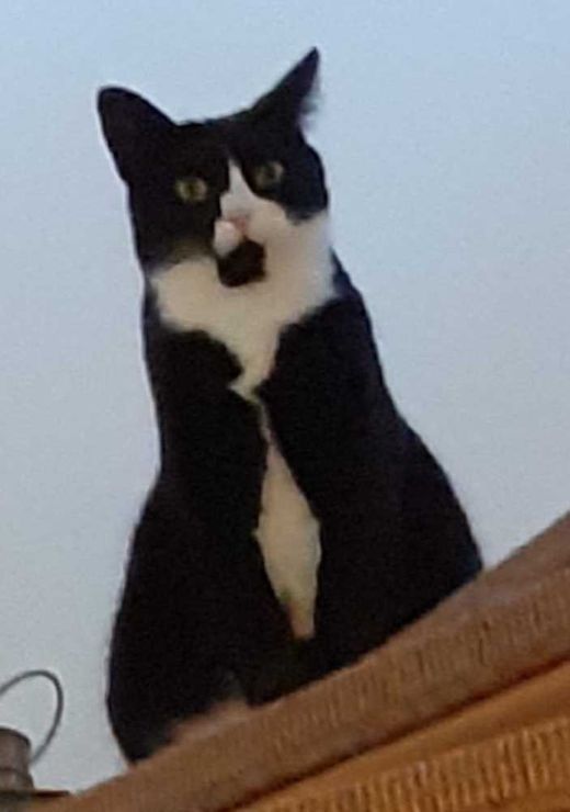 Europäisch Kurzhaar, Schwarz-weiß