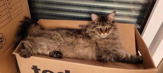 Maine Coon, black mackerel-tabby