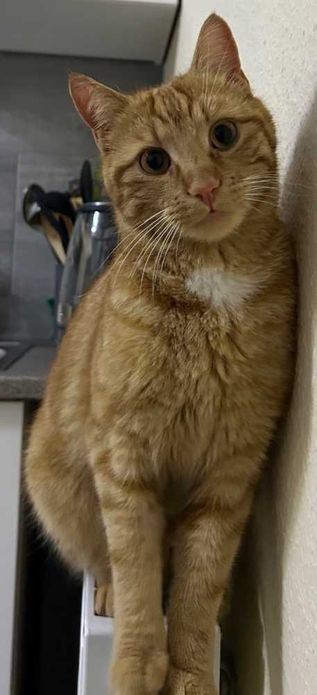 Hauskatze, orange getigert