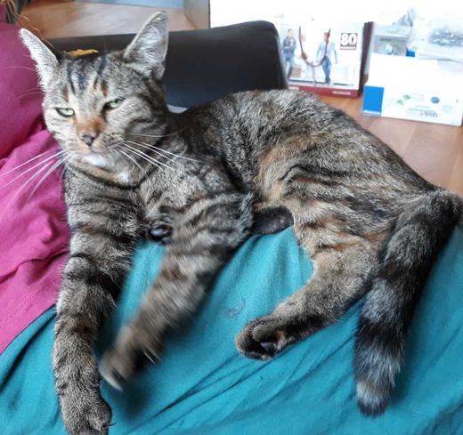 Hauskatze, braun gestreift