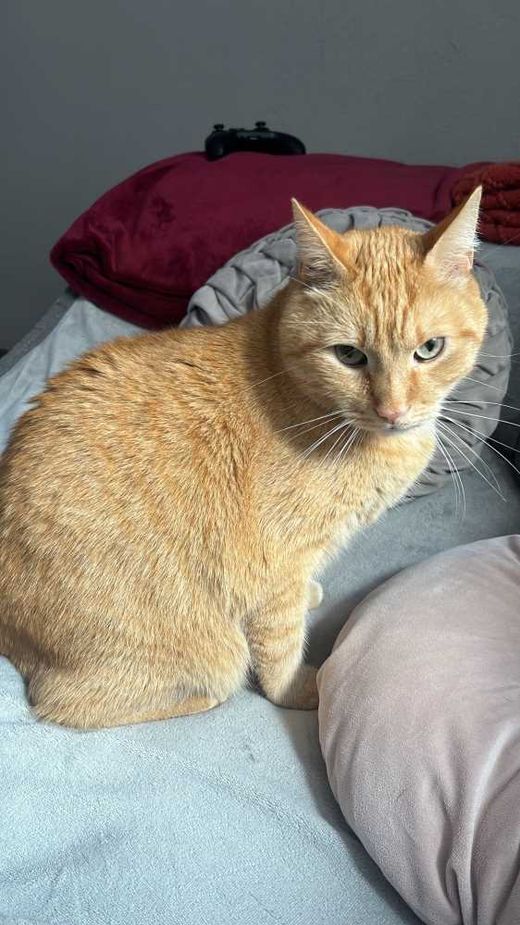 Hauskatze, orange getigert
