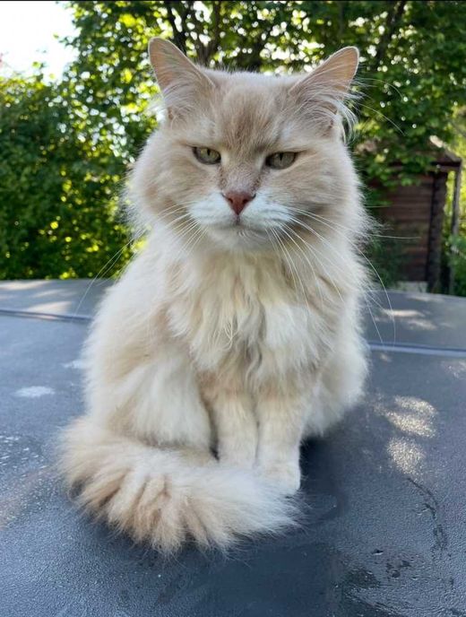 Sibirische Katze, cream-tabby getupft