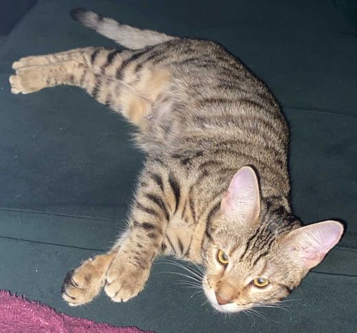 Bengal Cat, braun