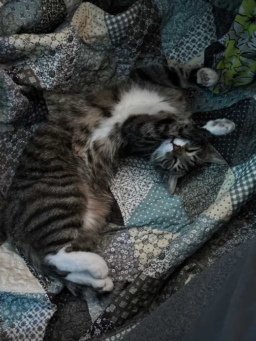 Hauskatze, tiger-tabby