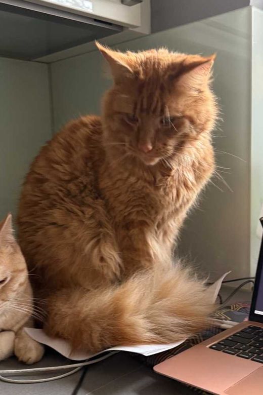 Maine Coon, rot