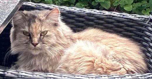 Maine Coon-Perser-Mix, grau-braun