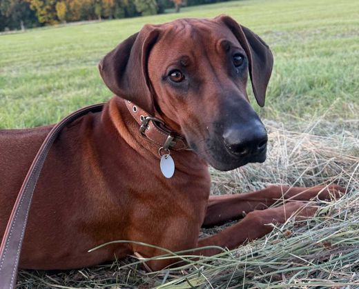 Rhodesian Ridgeback, red wheaten