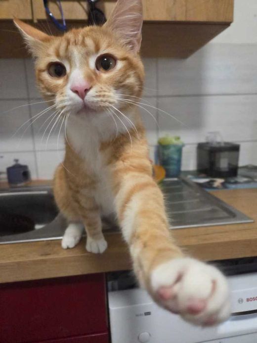 Maine Coon-Europäisch Kurzhaar-Mix, rot