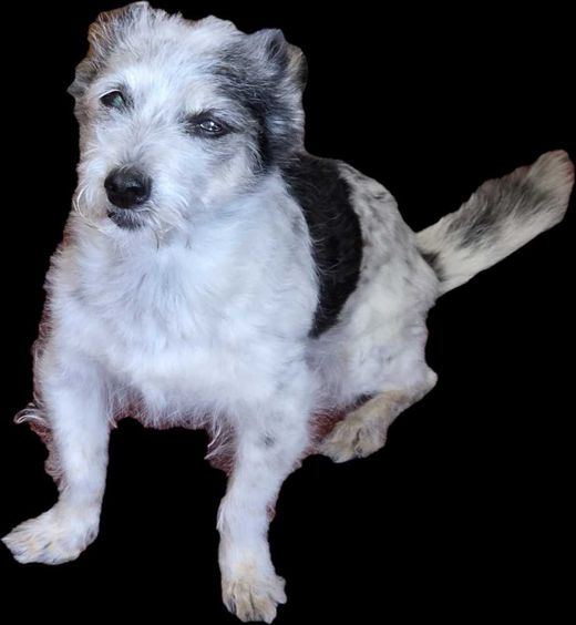 Terrier-Mix, weiß-schwarz