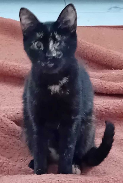 keine-Europ. Hauskatze-Mix, schwarz