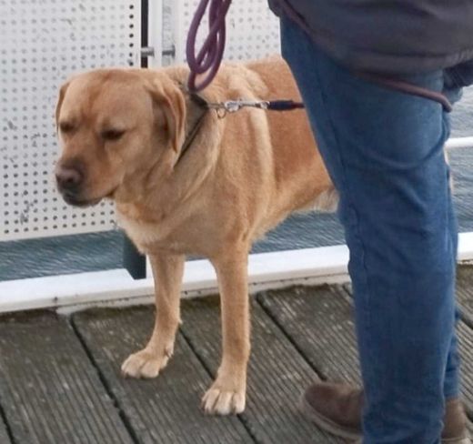 Labrador, red fix light