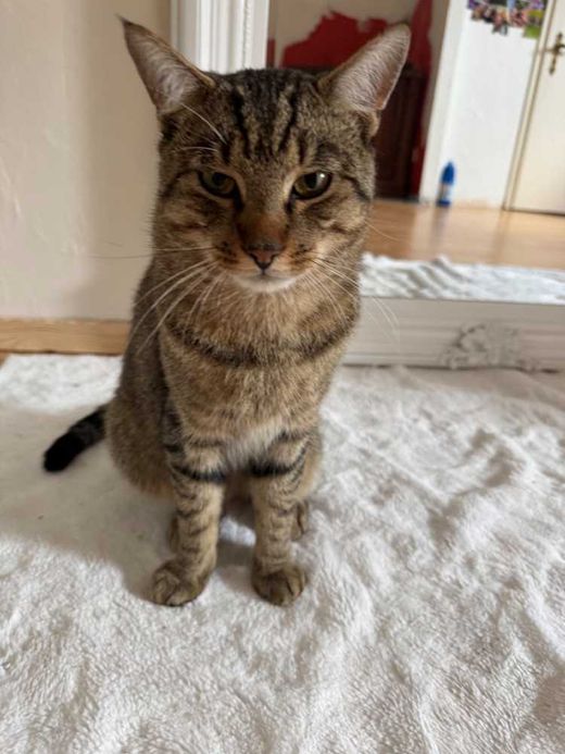 Hauskatze, getigert