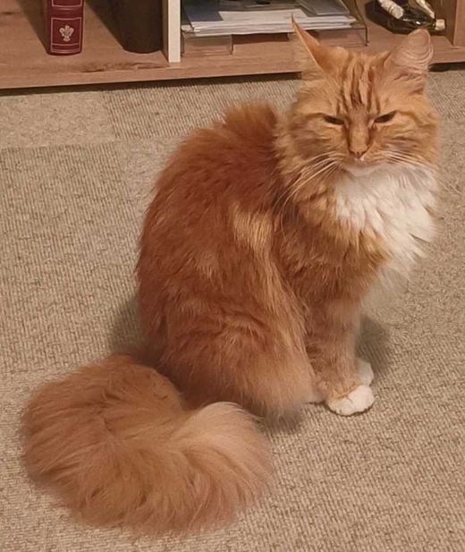 Maine Coon-Mix, rot