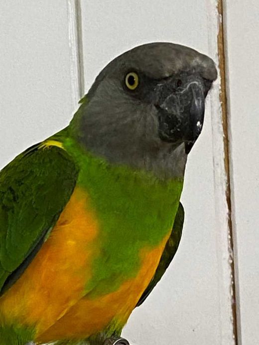 Mohrenkopfpapagei, Grün Grau Orange