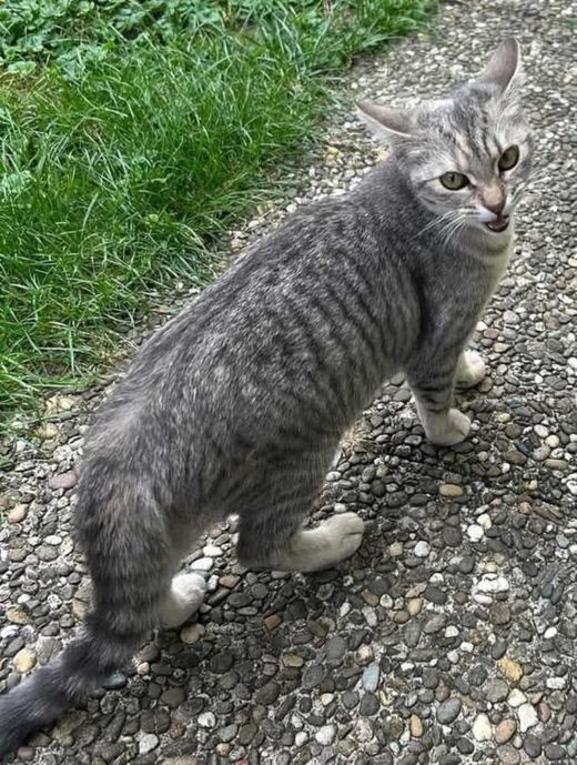 maincoon-Mix, beige Weiß braun