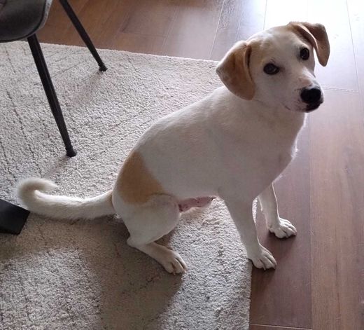 Mischlingshund, weiß-beige