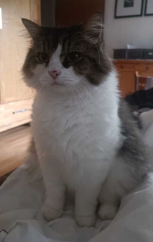 Maine Coon-Perser-Mix, weiß mit grau getigert