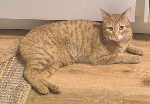 Europäisch Kurzhaar, ginger