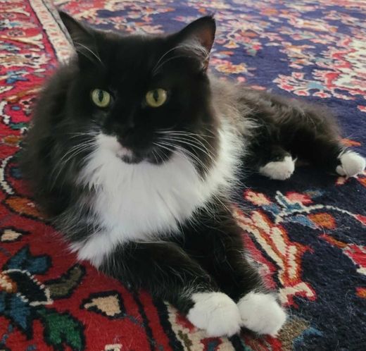 sibirische Waldkatze-Mix, schwarz-weiß