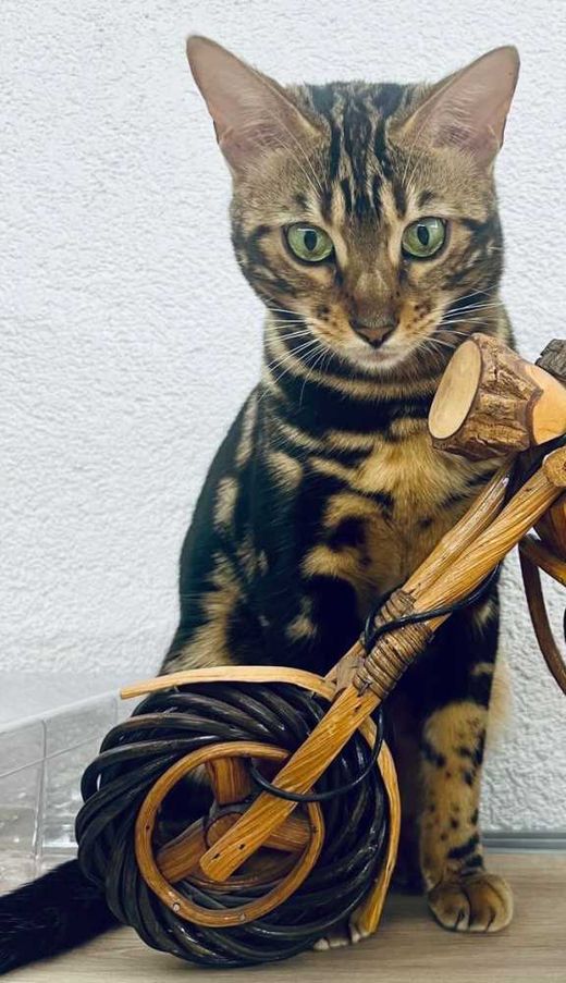 Bengal Cat, braun-schwarz