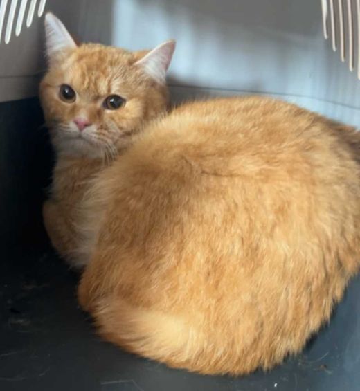Mischling, orange