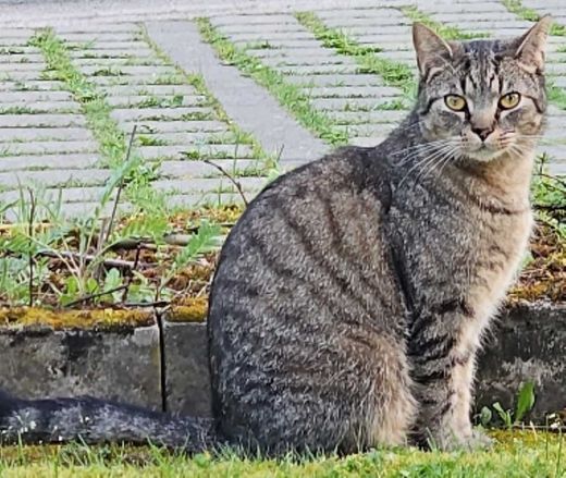 Europäisch Kurzhaar, schwarz-grau getigert