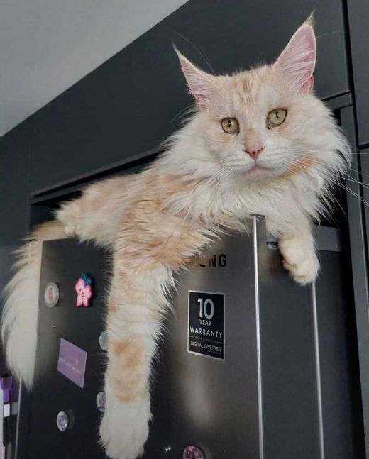 Maine Coon, creme-tabby