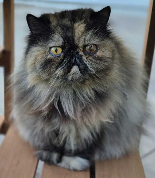 Perserkatze, schildpatt