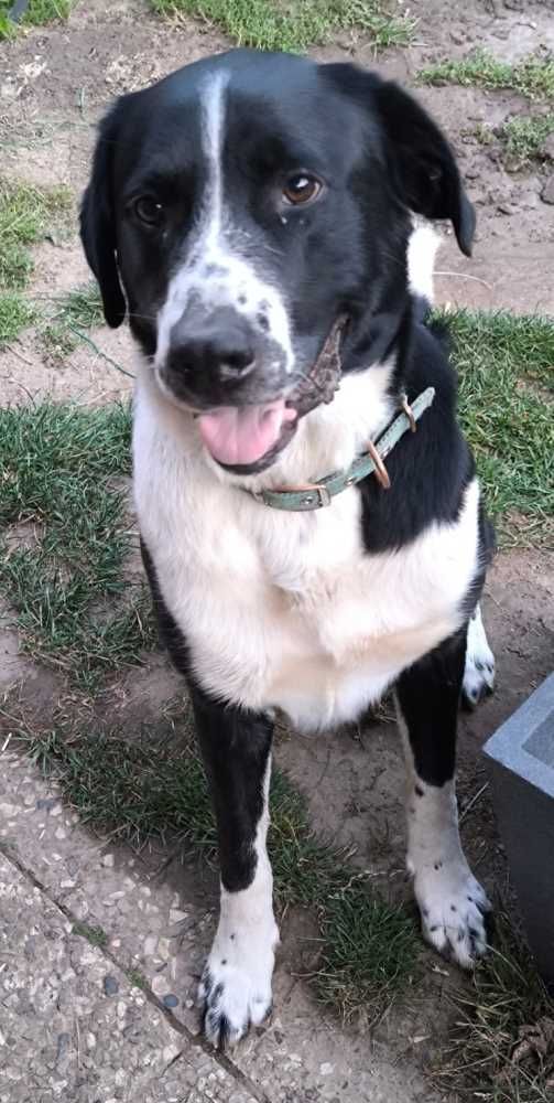 Labrador-Kleiner Münsterländer-Mix, schwarz-weiß