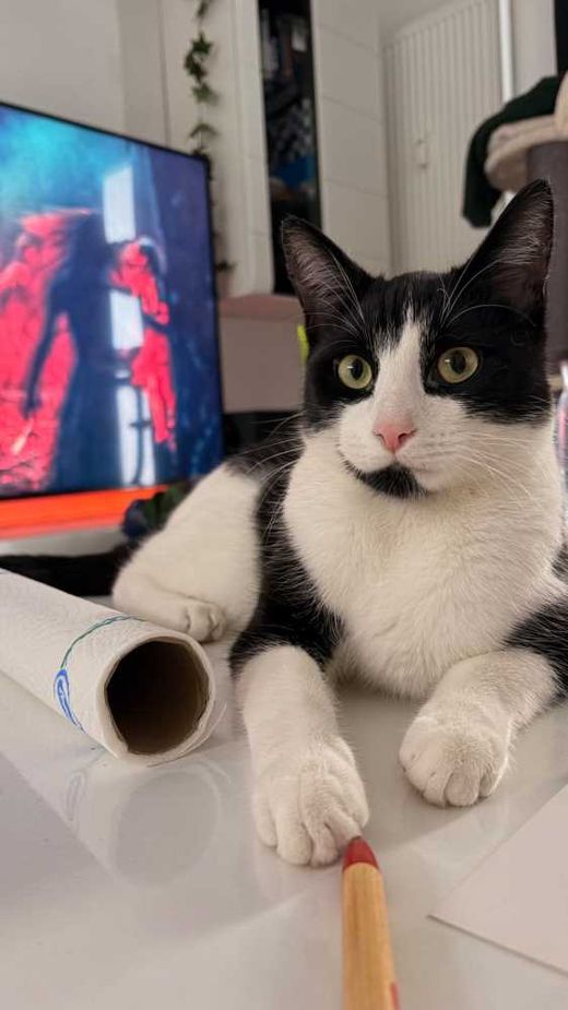 Hauskatze, schwarz weiss