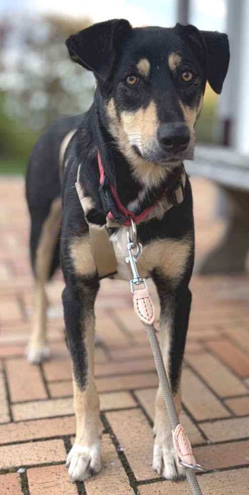 Anatolischer Hirtenhund-Mix, schwarz