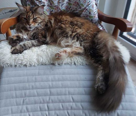 Maine Coon, rot braun