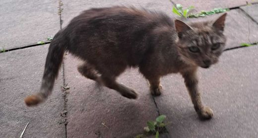 Hauskatze, verwaschen grau getigert