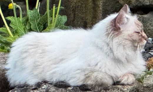 Heilige Birma, chocolate tabby point