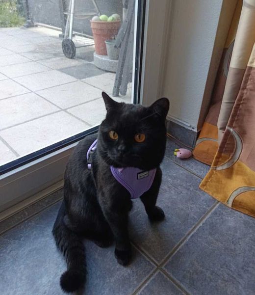 Bombay Cat-Britisch Kurzhaar-Mix, schwarz