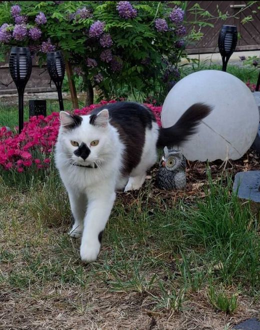 Europäische Langhaarkatze, schwarz-weiß