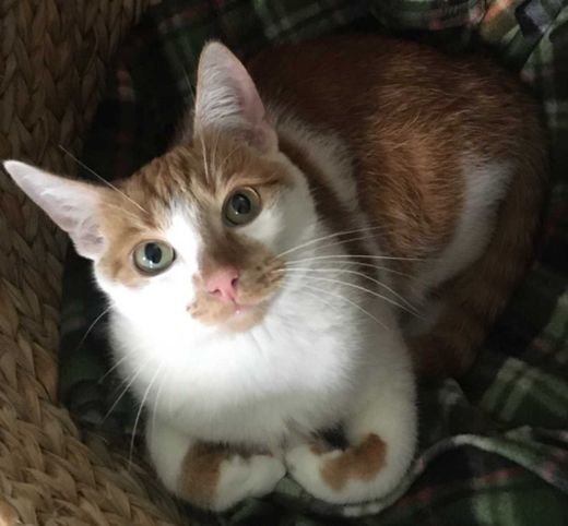 Mischling, weiß mit orange