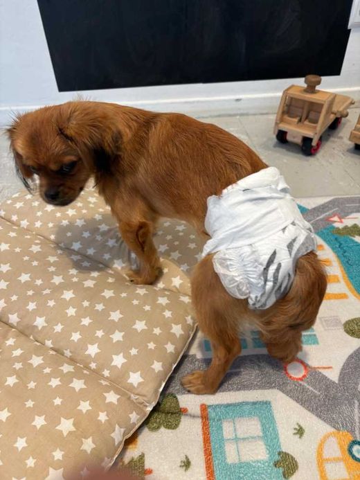 Shih Tzu-Pekingese-Mix, braun