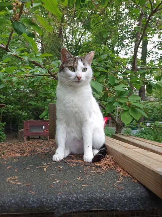 deutsche Hauskatze, weiß mit getigerten Abz.