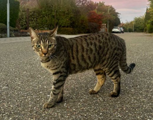 bengal-Mix, getigert