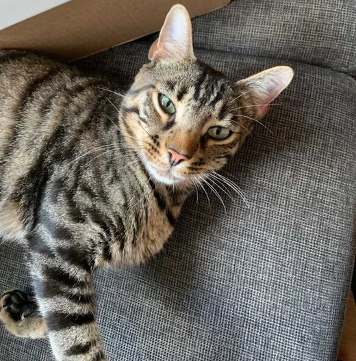 Bengal Cat-Mix, grau-schwarz getigert