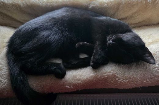 Buddy-Europäisch Kurzhaar-Mix, schwarz