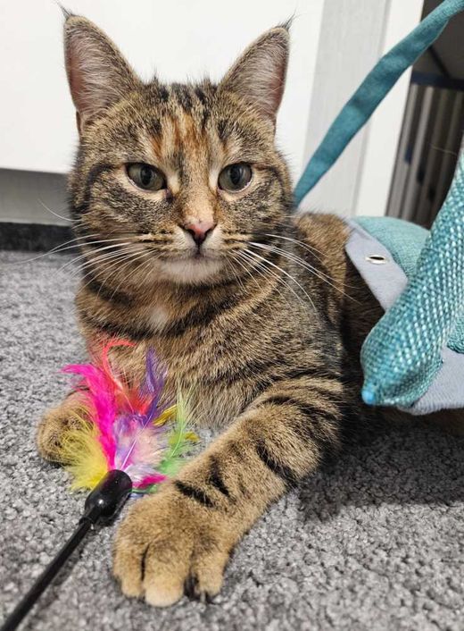 Hauskatze, mehrfarbig
