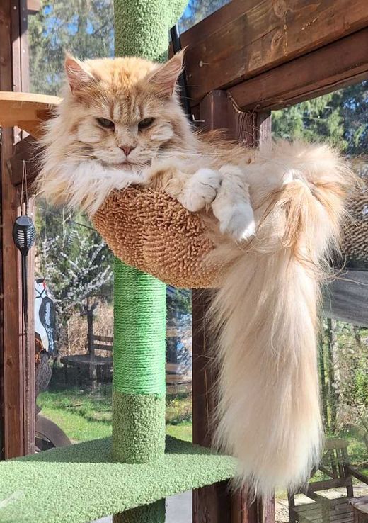 Maine Coon, creme-white classic-tabby