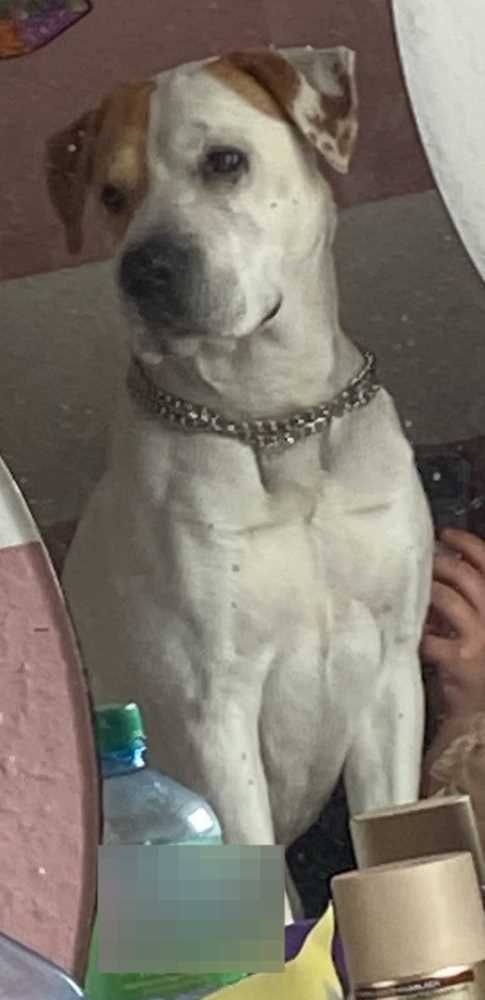 Boxer-Mix, weiß mit braunen Abz