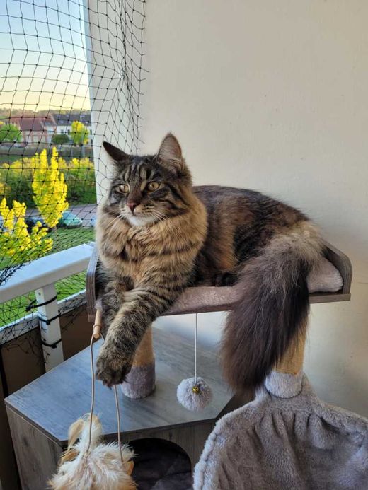 Maine Coon, getigert